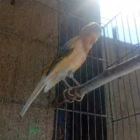 قناری|پرنده|تویسرکان, |دیوار