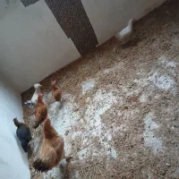 مرغ با جوجه