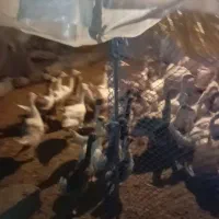 جوجه غاز دوماهه تا بالغ
