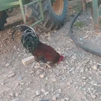 خروس چهل تاج با احترام ۱میلیون ۷۰۰هزار تومان