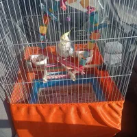 عروس هلندی با قفس