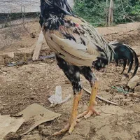 خروس لاری جوان 4دونگی