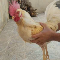 خروس