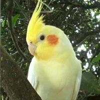 گمشده