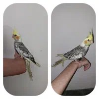 عروس هلندی گل باقالی