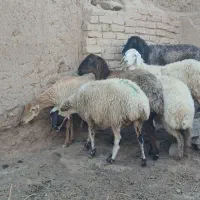 میش ابستن داشتی