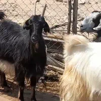 بزکهره دار