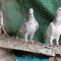 کبوترسارقدیم