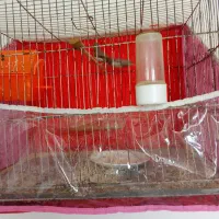 یک جفت فنچ مسکافی
