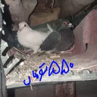 پلاکی