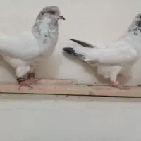 کبوتربلندگیر