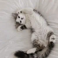 گربه نژاد DLH
