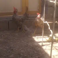 خروس