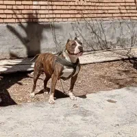 سگ ماده امریکن بولی