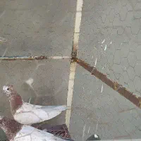 جوجه تهرانی