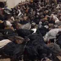 فروش مرغ گلپایگانی ۷۰روزهو بوقلمون ۲ماهه