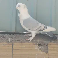 پش کبود ماده