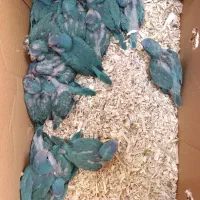 بچه طوطی راهب سبز آبی زرد سفید