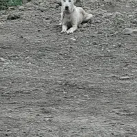 سگ ماده