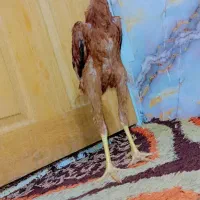 لاری