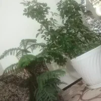 ِاپارتمان اجاره ۱۴۰متری روبروی سردخانه