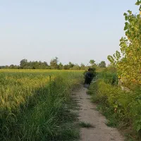 شالیزار-یک-هکتاری-در-دوقطعه-تفکیکی-با-سند-تک-برگ