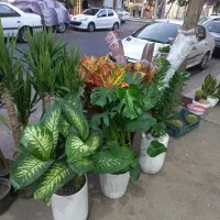 فروشنده خانم نیروی کار گلخانه