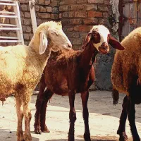 بره|حیوانات مزرعه|گرگان, |دیوار