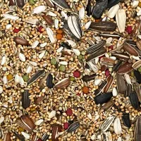 گندم، ارزن و دان عروس هلندی .دون پرنده