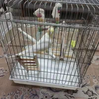 عروس هلندی لوتینو ماده با قفس