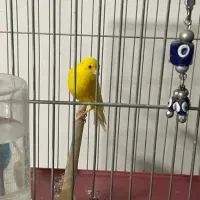 ۳ عدد قناری نر قرص بخون