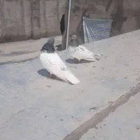 کفتر|پرنده|میانه, |دیوار