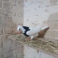 جوجه