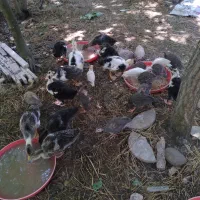 تخم نطفه دار لهستانی تازه جمع شده تعداد محدود