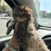 دبل گلد اسکاتیش