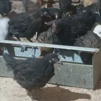 جوجه مرغ رسمی