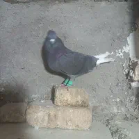 طوقی سرخ و زاغ دم سفید پریده معامله