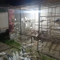 کبوتر نژدار