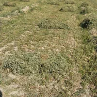 یونجه کشت دوم