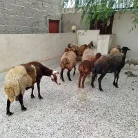 گوسفند بره بز بزغاله چاق برای نذری همه جوره