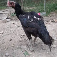 مرغ لاری