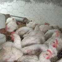 مرغ گوشتی نژاد راس