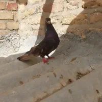 کبوتر صرب نر کوزوو،و نژاد تسوو