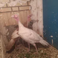 بوقلمون جفت