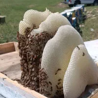 کندو زنبور عسل