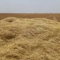 کاه گندم نرم