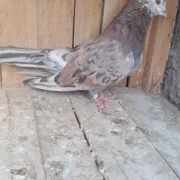نر سرخ سرور عطیقه