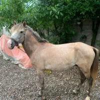 اسب نریان سواری و باری