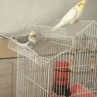 یه جفت عروس هلندی رام