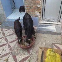 بز و بره